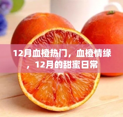 12月血橙情缘,甜蜜日常的浪漫篇章