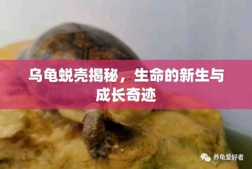 乌龟蜕壳揭秘,生命的新生与成长奇迹