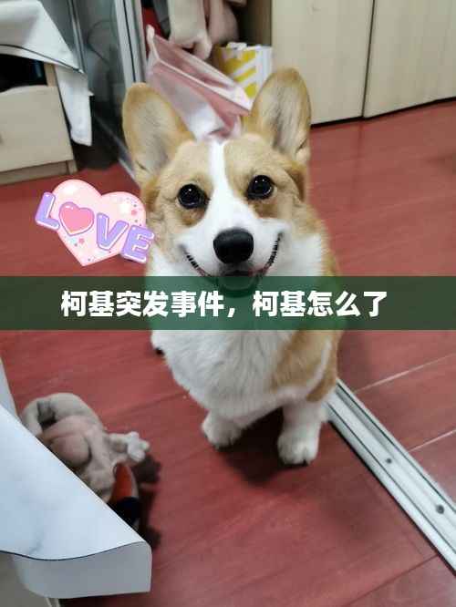 柯基突发事件,柯基怎么了