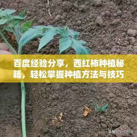 百度经验分享,西红柿种植秘籍,轻松掌握种植方法与技巧!