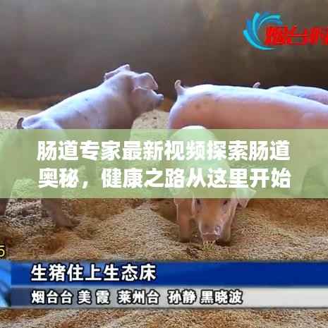 肠道专家最新视频探索肠道奥秘,健康之路从这里开始