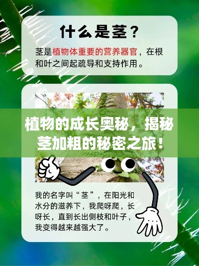 植物的成长奥秘,揭秘茎加粗的秘密之旅!