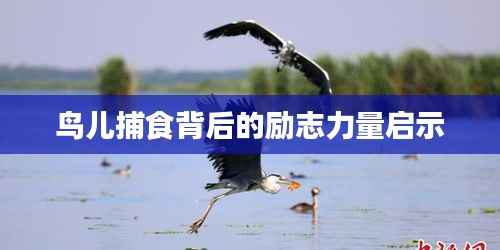 鸟儿捕食背后的励志力量启示