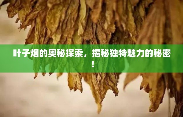 叶子烟的奥秘探索,揭秘独特魅力的秘密!
